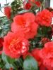 camelia