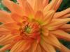 dahlia_orange