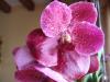 orchidee