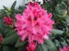 rhodo