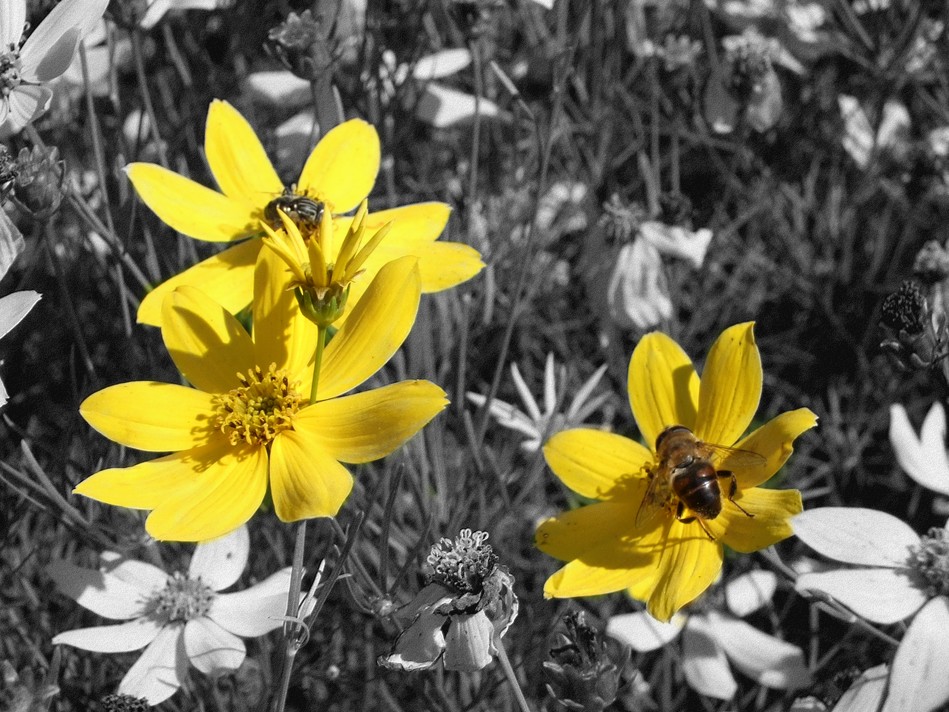 Comment isoler un élément coloré dans une photo noir et blanc ?