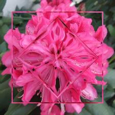 Rhododendron