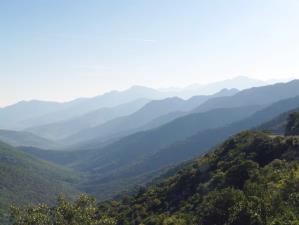 "Forêt de Tetti en Corse". © Michel Germain