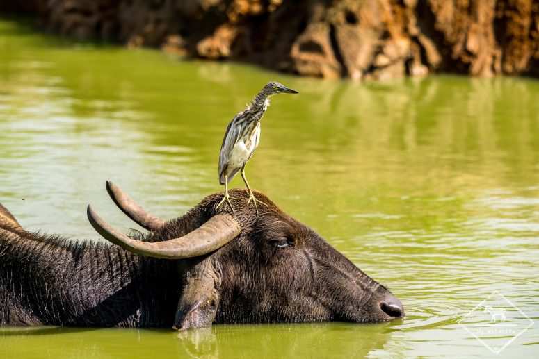 Sri Lanka
