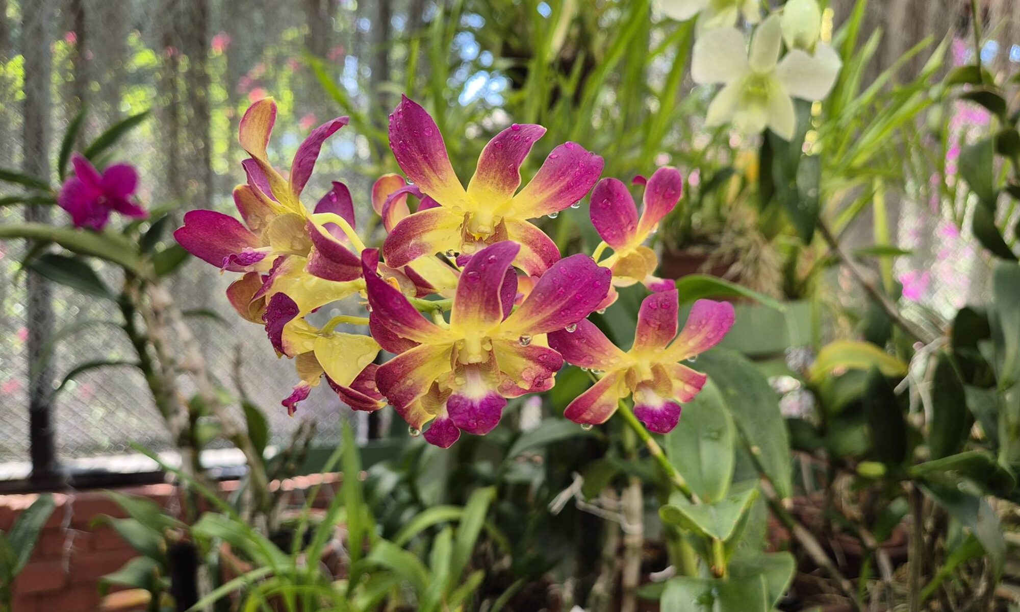 SRI-LANKA